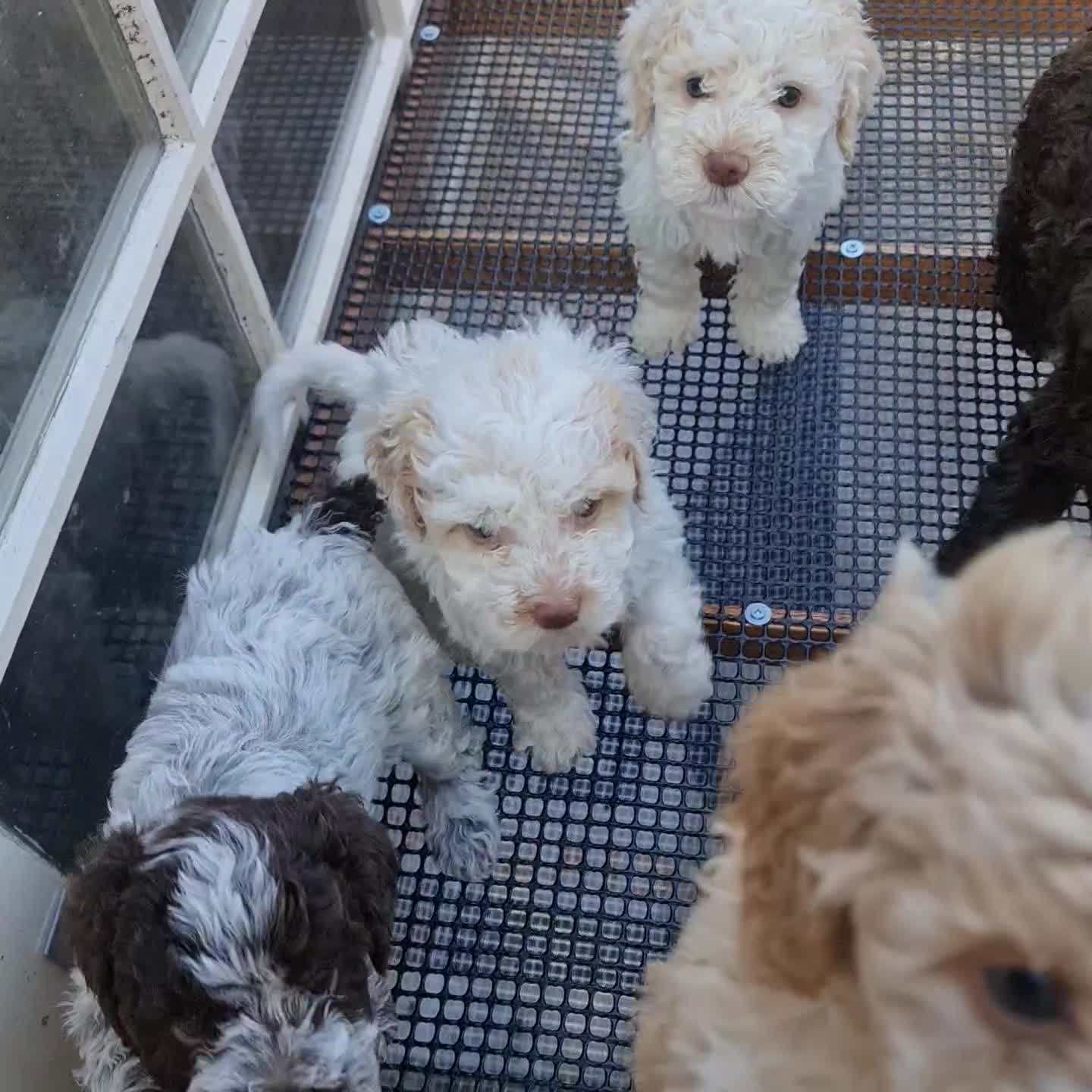 Lagotto Romagnolo dogs for sale: ❗️Ready to go❗️Lagotto - The best breed ever in London - Video 1