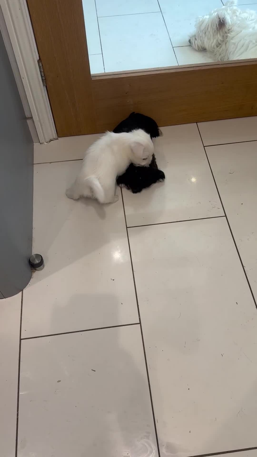 Mixed Breed dogs for sale: Teddy Junior - Video 1