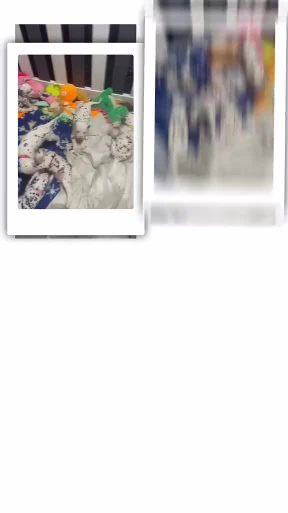 Dalmatian dogs for sale: Royal KC Registered Dalmatian Puppy (Female) - Video 4