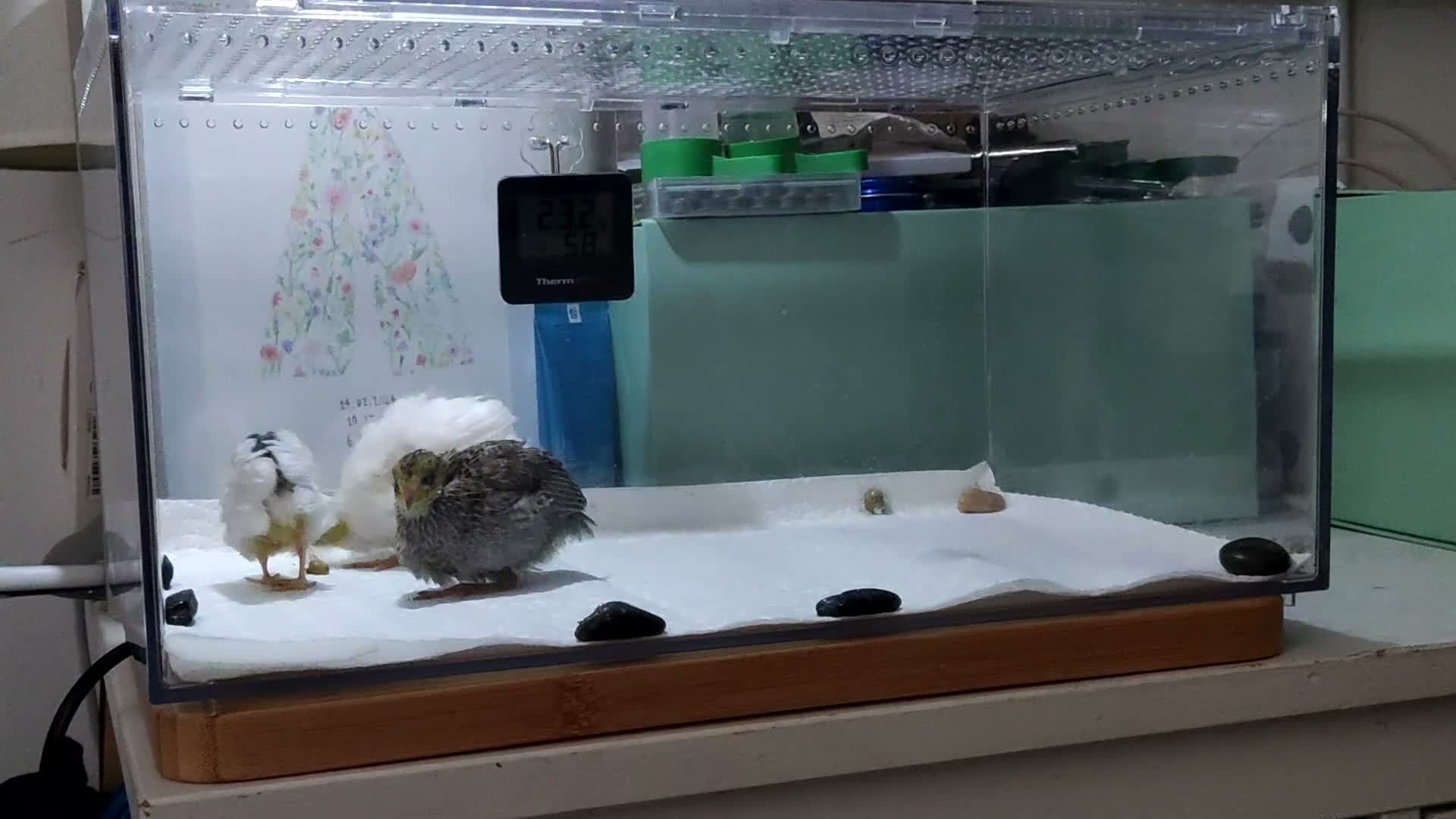 Mixed Breed birds for sale: Button Quail Chicks  - Video 2