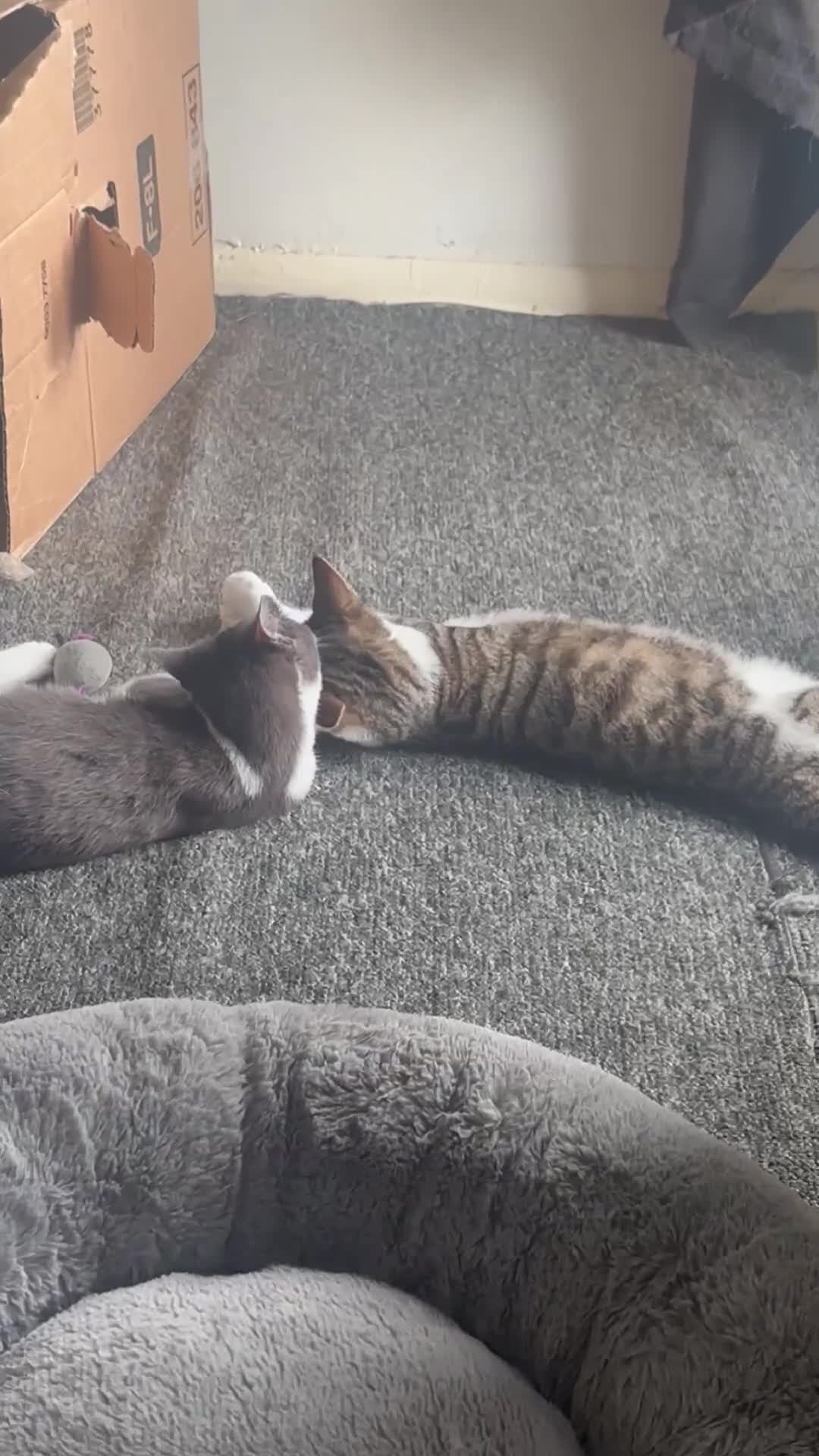 Mixed Breed cats for sale: Octavia & Emori Need a loving home together.  - Video 1