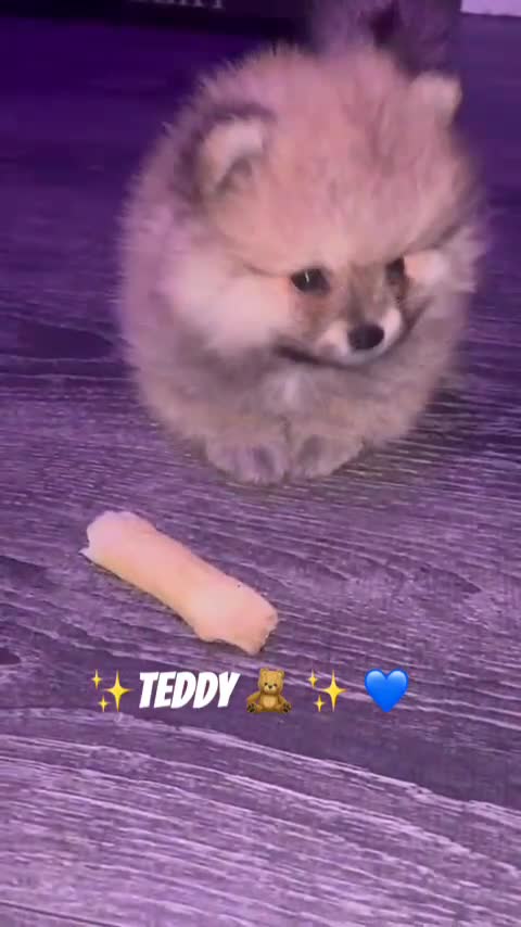 Pomeranian dogs for sale: ✨🐶Small Teddy Bear🧸 SKY🩵BLUE EYE 👀POMS🐶✨ - Video 1