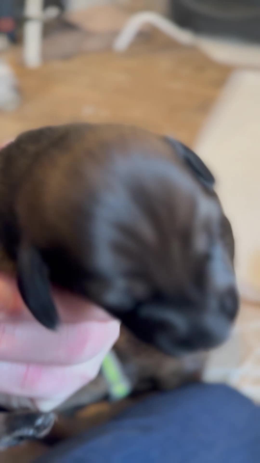 Miniature Dachshund dogs for sale: Wirehair miniature dachshunds and smooth - Video 1