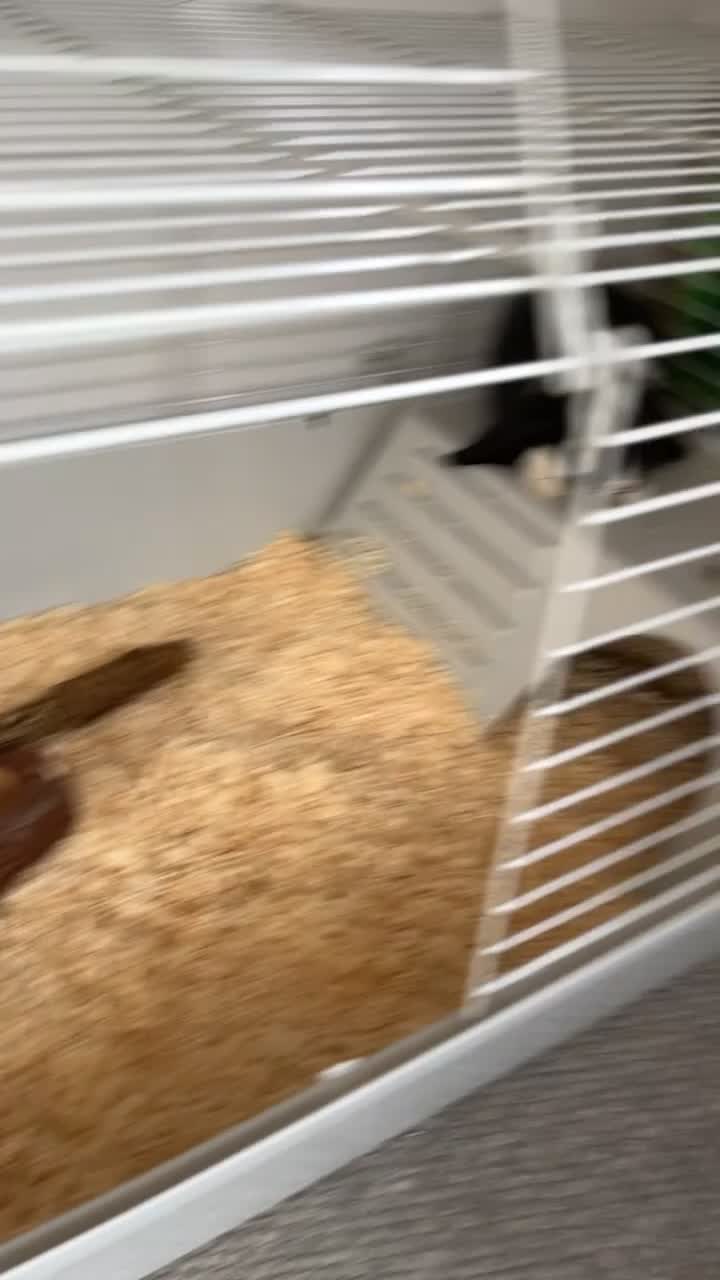 Mini Lop rabbits for sale: TWO GORGEOUS BABY MINI LOP GIRLS💖💕 - Video 1