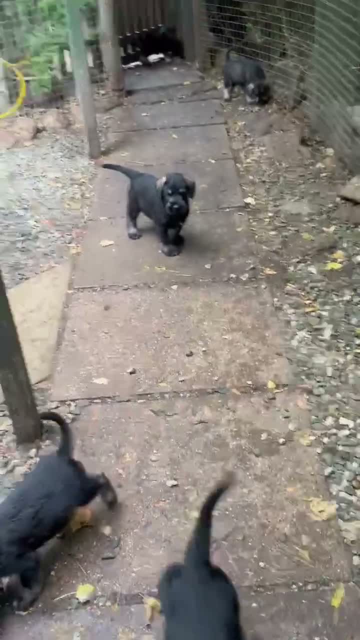 Schnauzer dogs for sale: Giant schnauzer pepper and salt male pup - Video 1