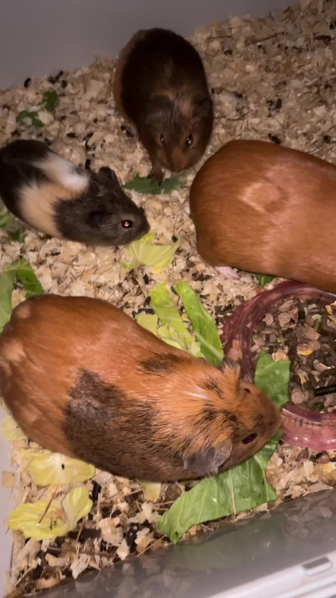 Guinea Pig rodents for sale: Two bonded female guinea pigs  - Video 1