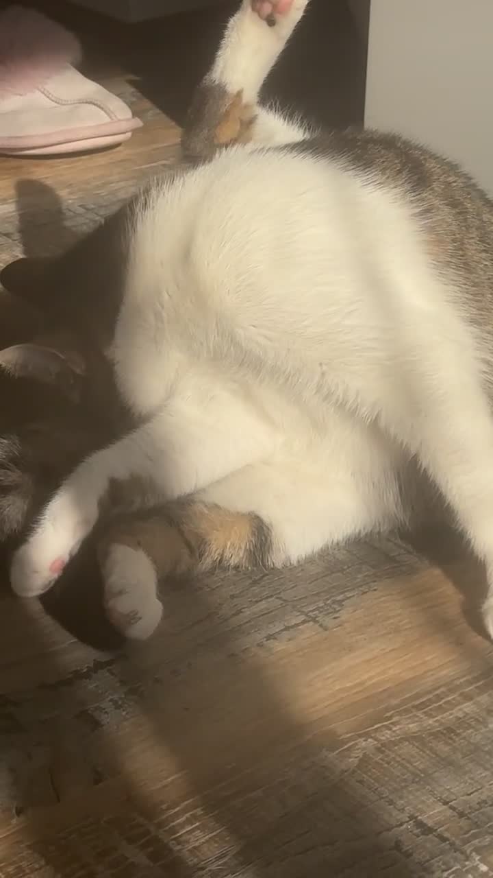 Mixed Breed cats for sale: Angel - Video 1