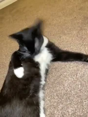 Mixed Breed cats for sale: beautiful 4 month old kitten - Video 3