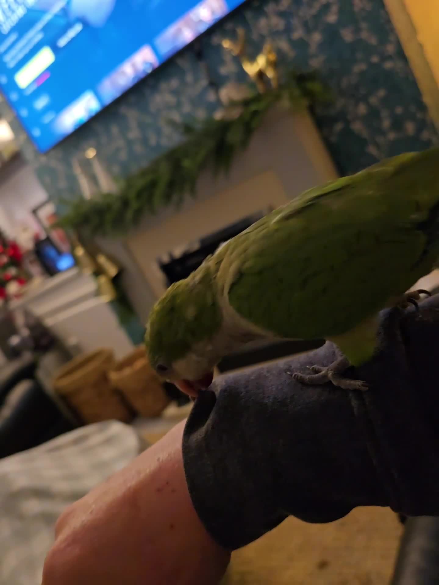 Cockatiels birds for sale: 2 quakers 250 each or pair for 400 - Video 3