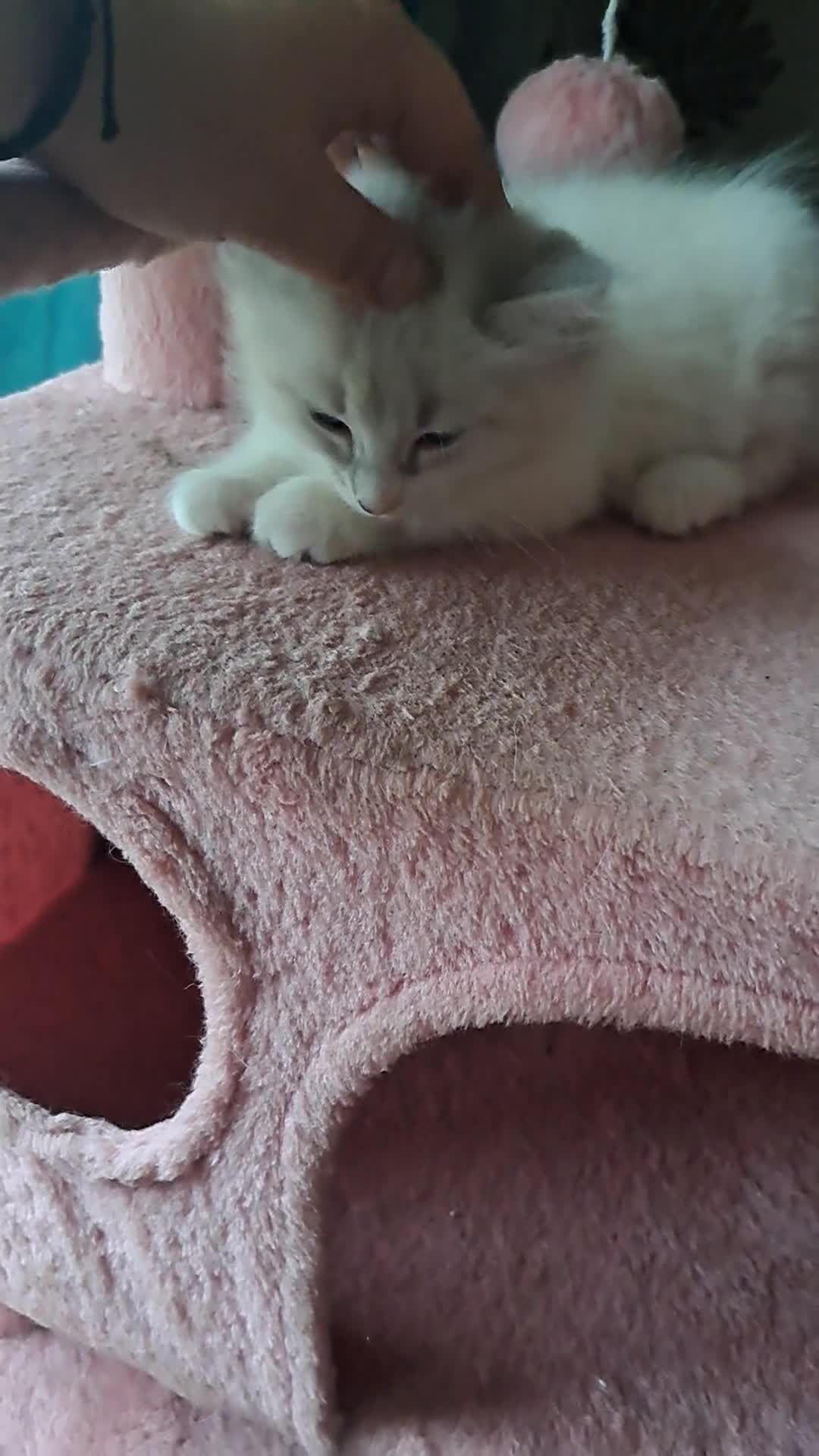 Mixed Breed cats for sale: Balineses x maine coon x Ragdoll  Kittens 💜 - Video 2