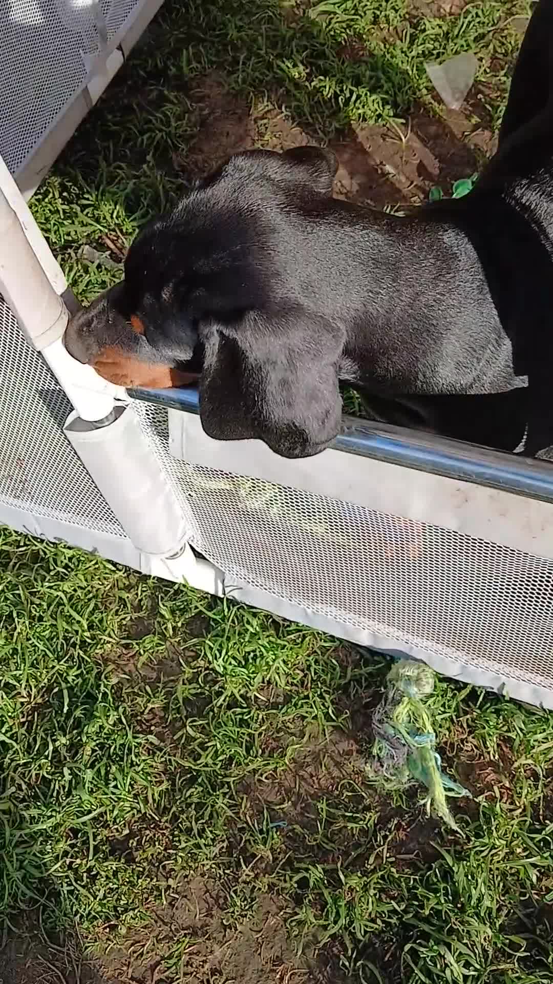 Dobermann dogs for sale: DOBERMAN PUPS CHAMPION BLOODLINES FULLY HEALTH   - Video 2