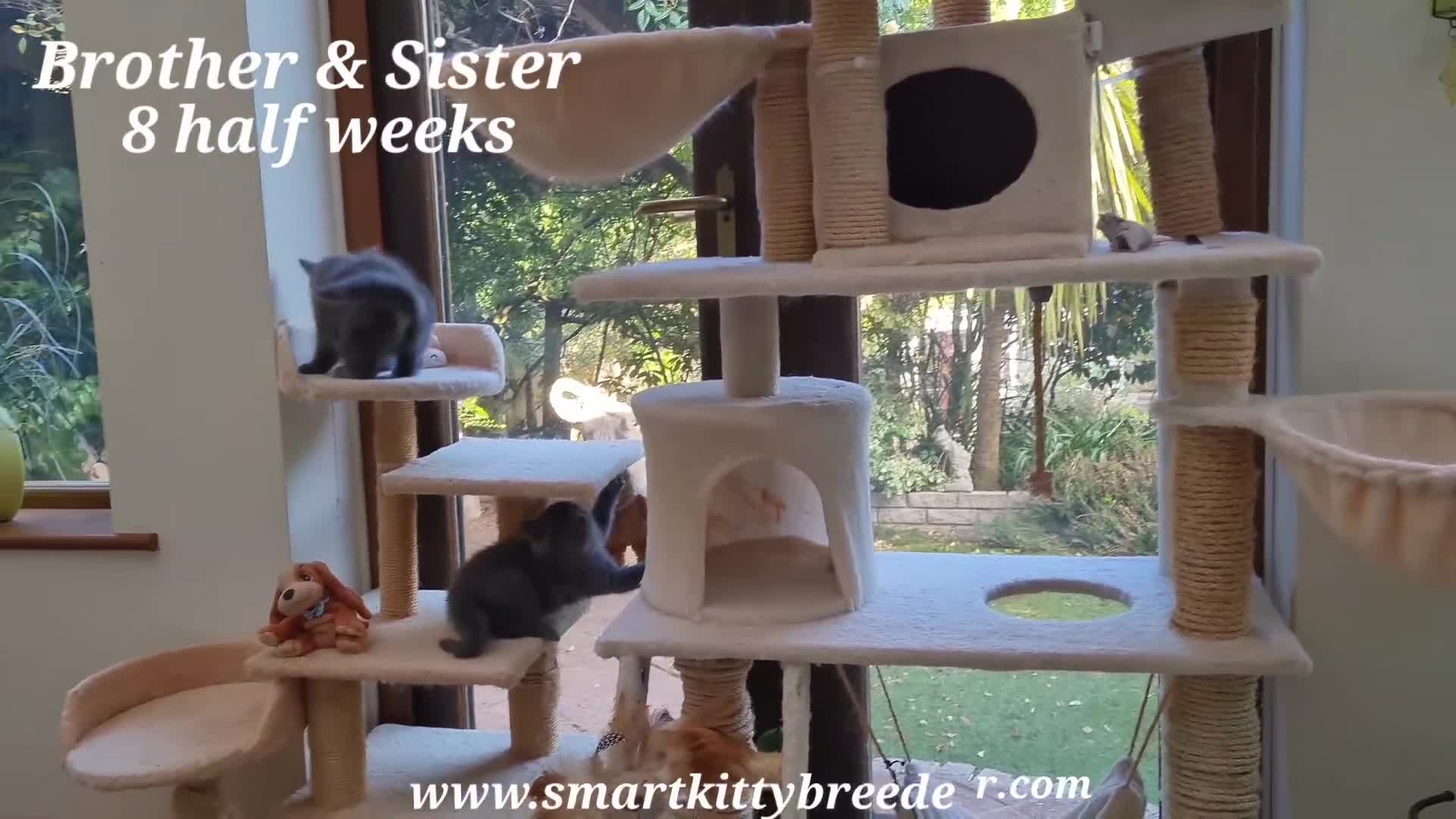 British Shorthair cats for sale: BSH Brother & sister READY NOW! GCCF reg.  in Lowestoft - Video 2