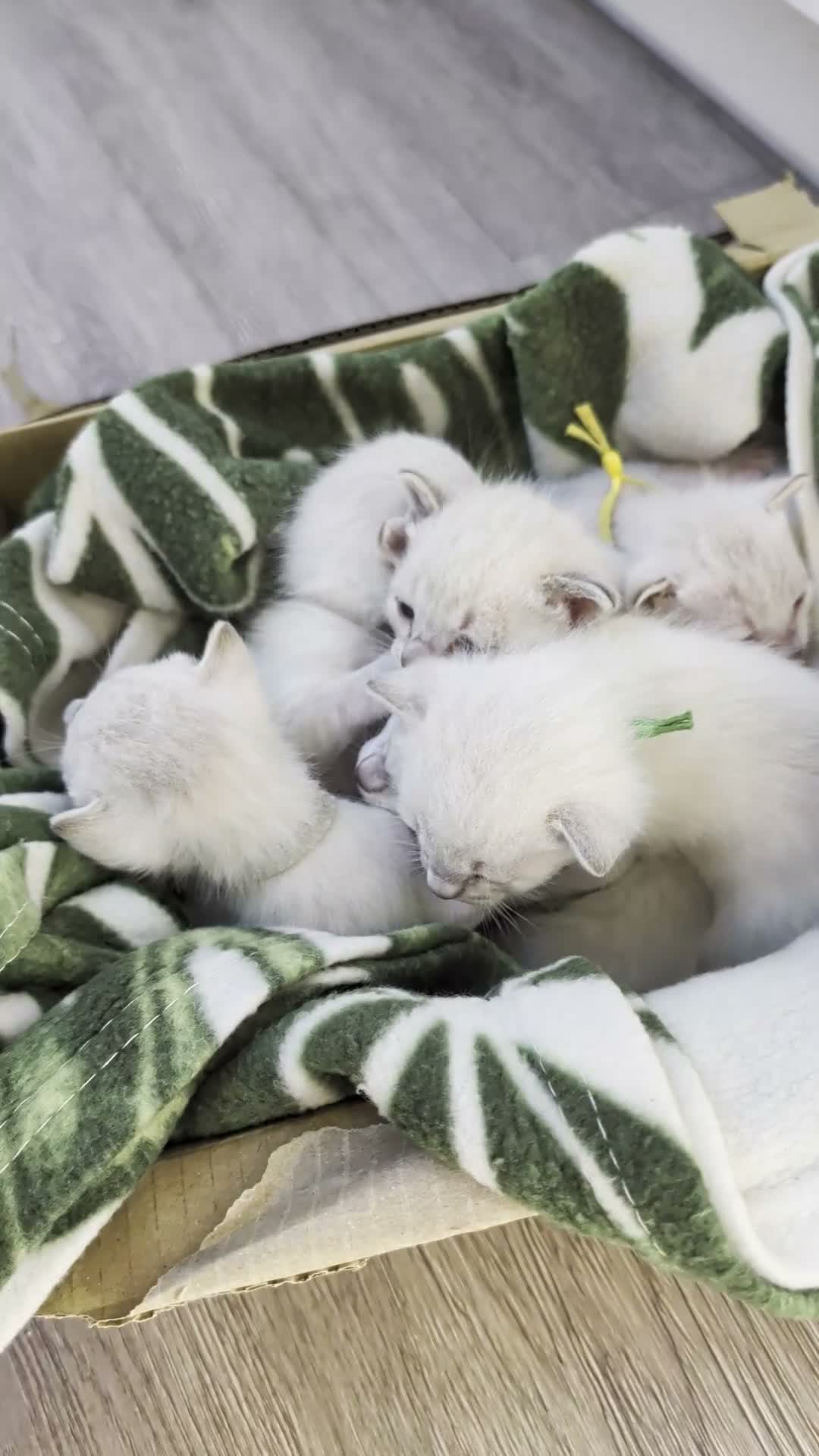 Bengal cats for sale: ☁️ BENAMESE KITTENS DUE AUGUST ☁️ 3 BOYS 1 GIRL - Video 1