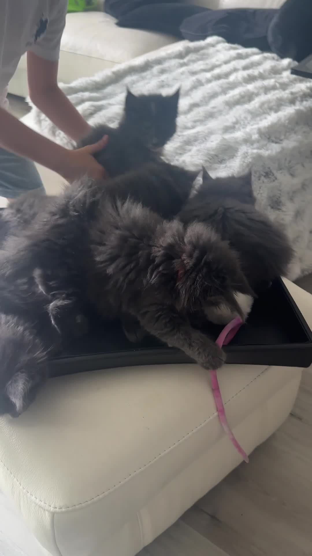 Maine Coon cats for sale:  Gccf registered Main Coon Kittens  - Video 1