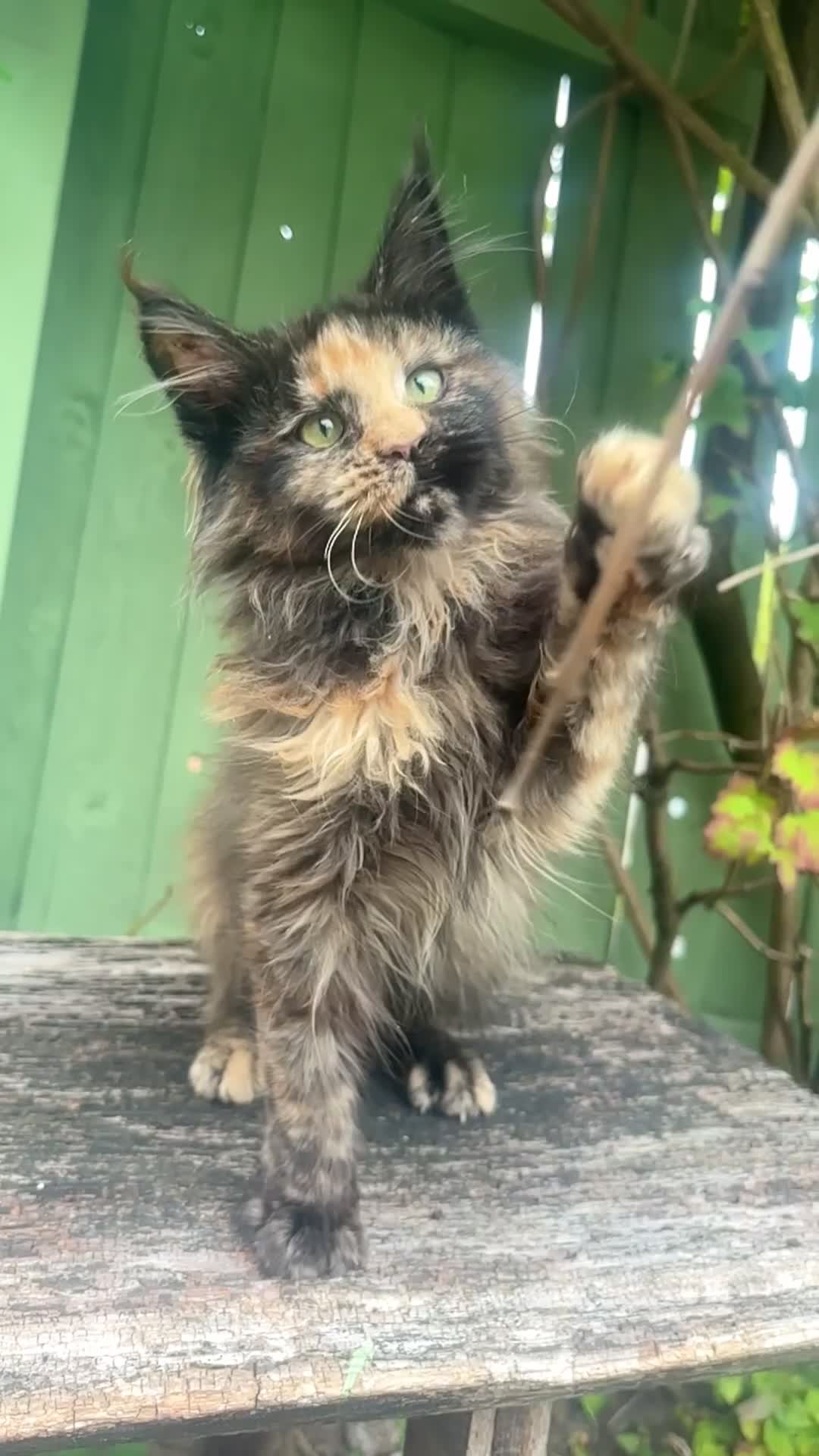 Maine Coon cats for sale: Maine coon kittens champion line polydactyl  - Video 1