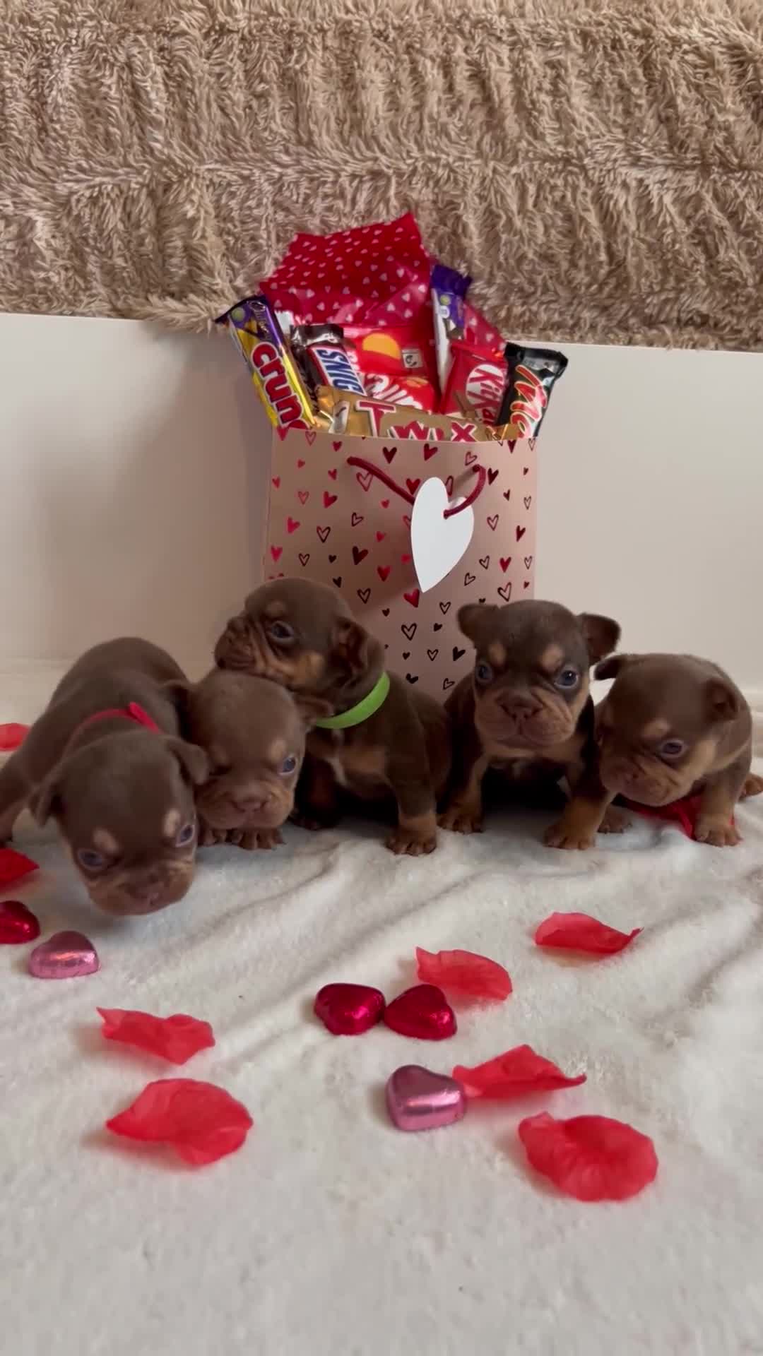 French Bulldog dogs for sale: Frenchies in Chocolate & Tan and Rojo - Video 1