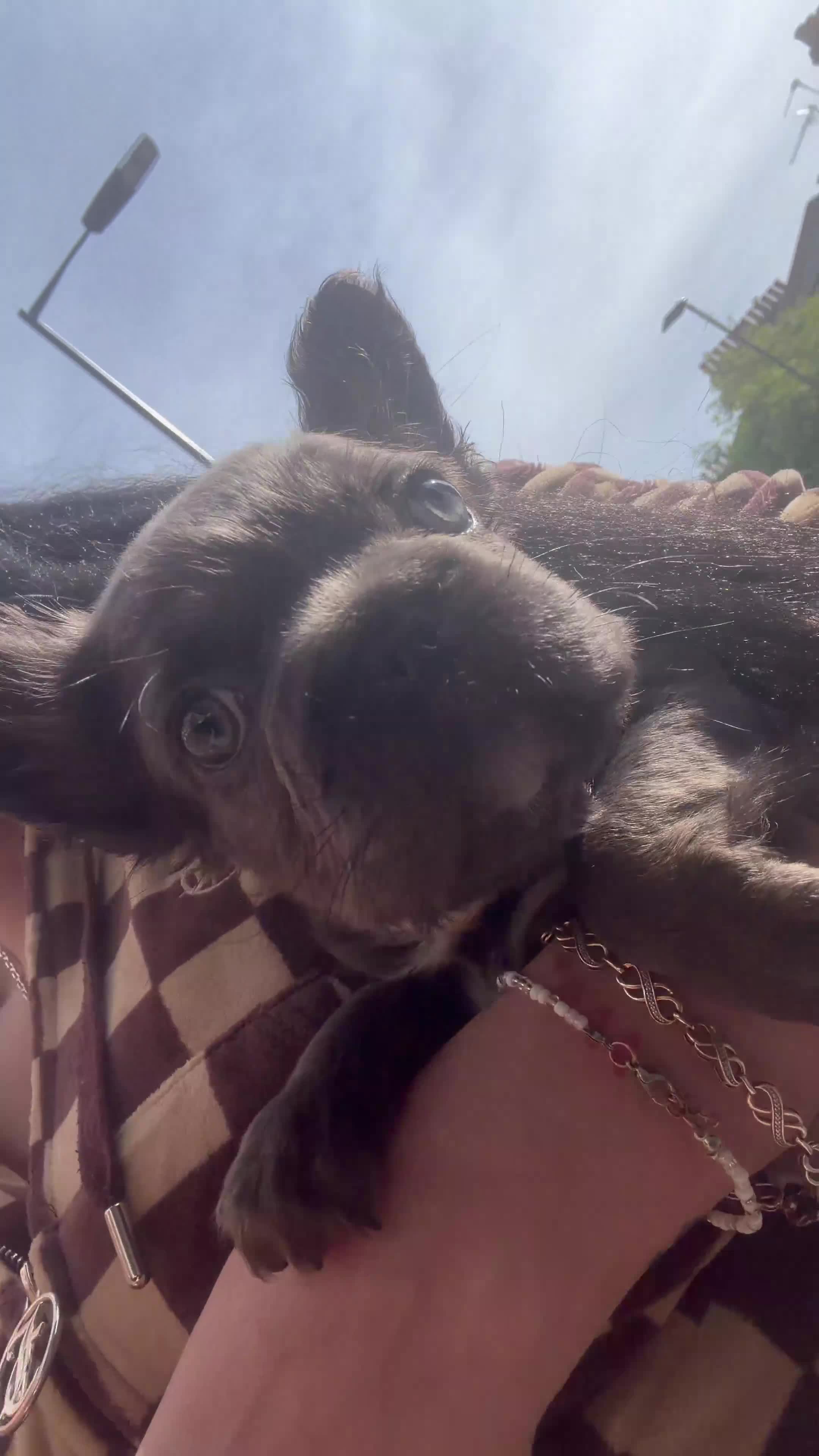 French Bulldog dogs for sale: fluffy Frenchbulldog - Video 2