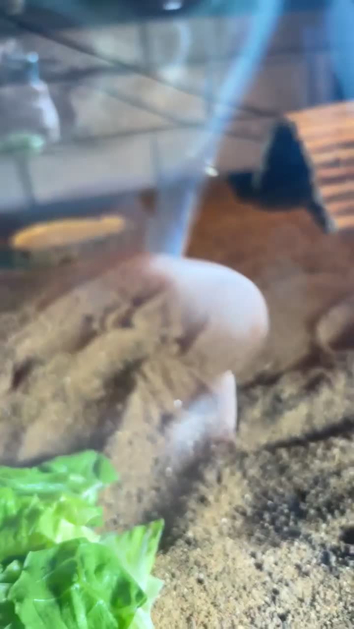 Tortoise reptiles for sale: Horsfield Tortoise in Saint Helens - Video 2
