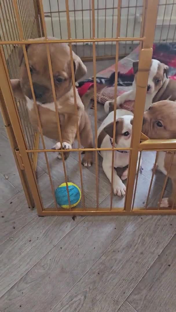 Staffordshire Bull Terrier dogs for stud: 🥨THE RED DREAM TEAM🥨 in Rochdale - Video 4