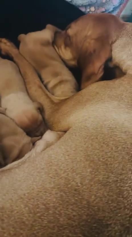 Hungarian Vizsla dogs for sale: Exceptional kc Hungarian viszla pups. NOW READY - Video 2