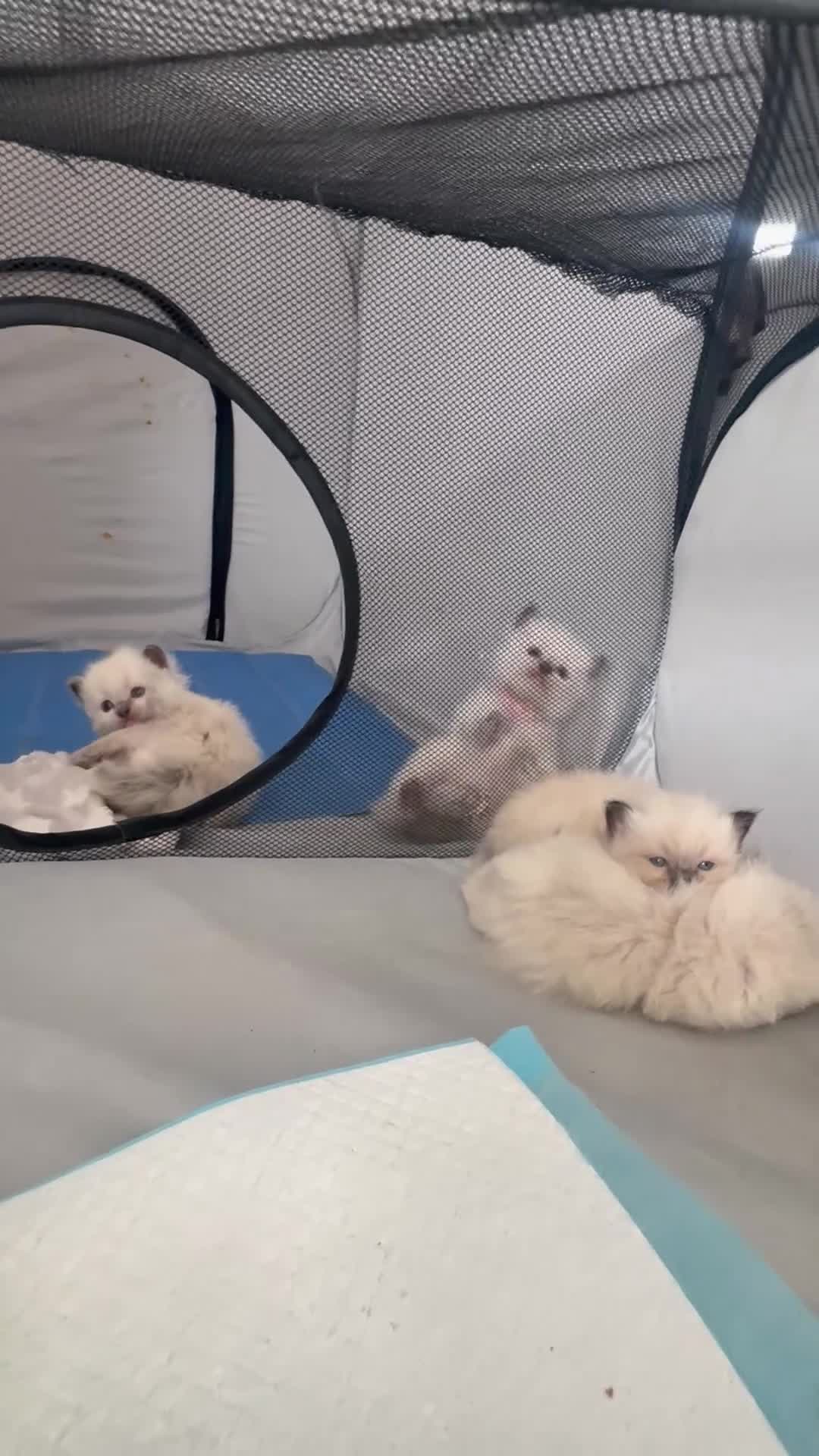 Ragdoll cats for sale: ❤️ fully vaccinated pure Ragdoll ready 25th August - Video 3