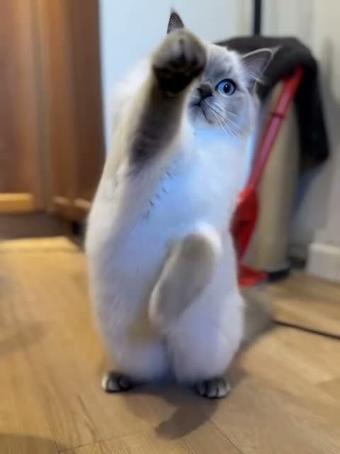 Ragcoon cats for sale: Cuteness Overload Incoming! Adorable Ragcoon Kitts - Video 1