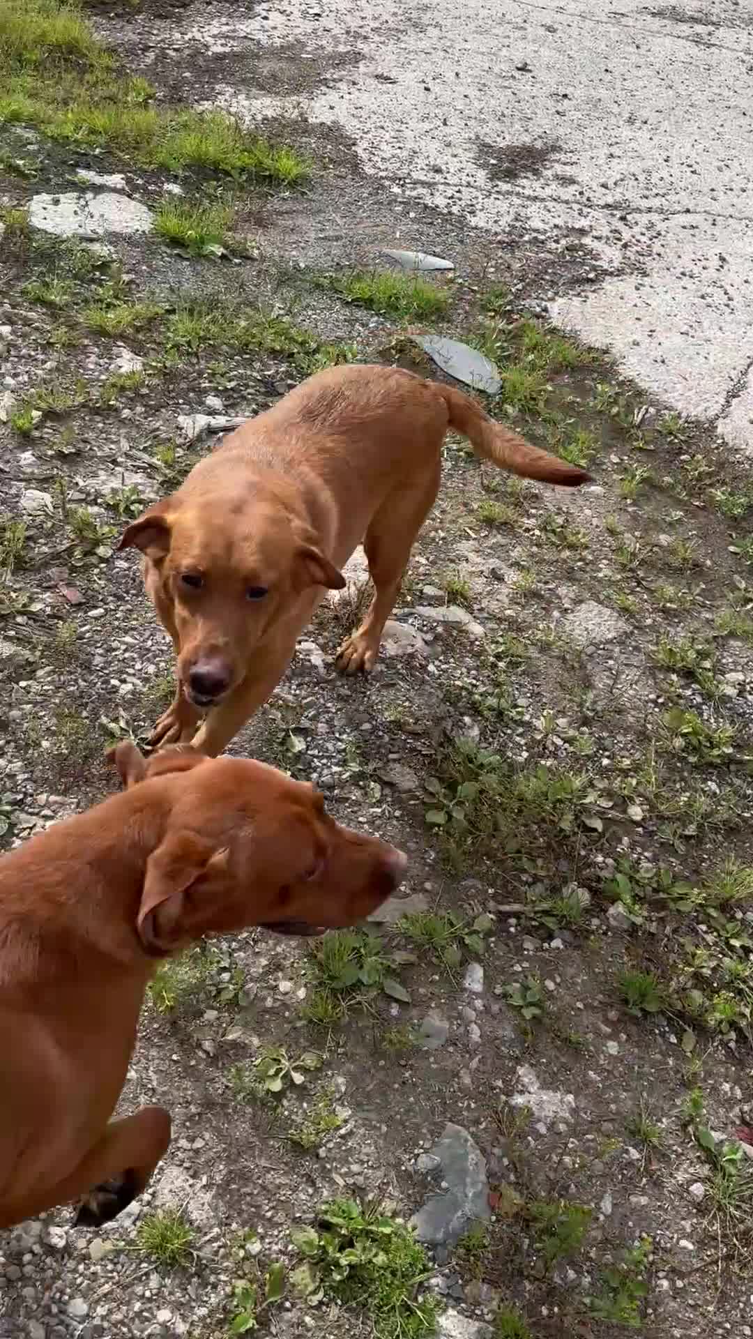 Labrador Retriever dogs for sale: Kc red red Labrador bitch . 4 year old - Video 1