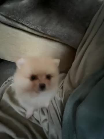 Pomeranian dogs for sale: Stunning Male Pomeranian Puppy - Video 1