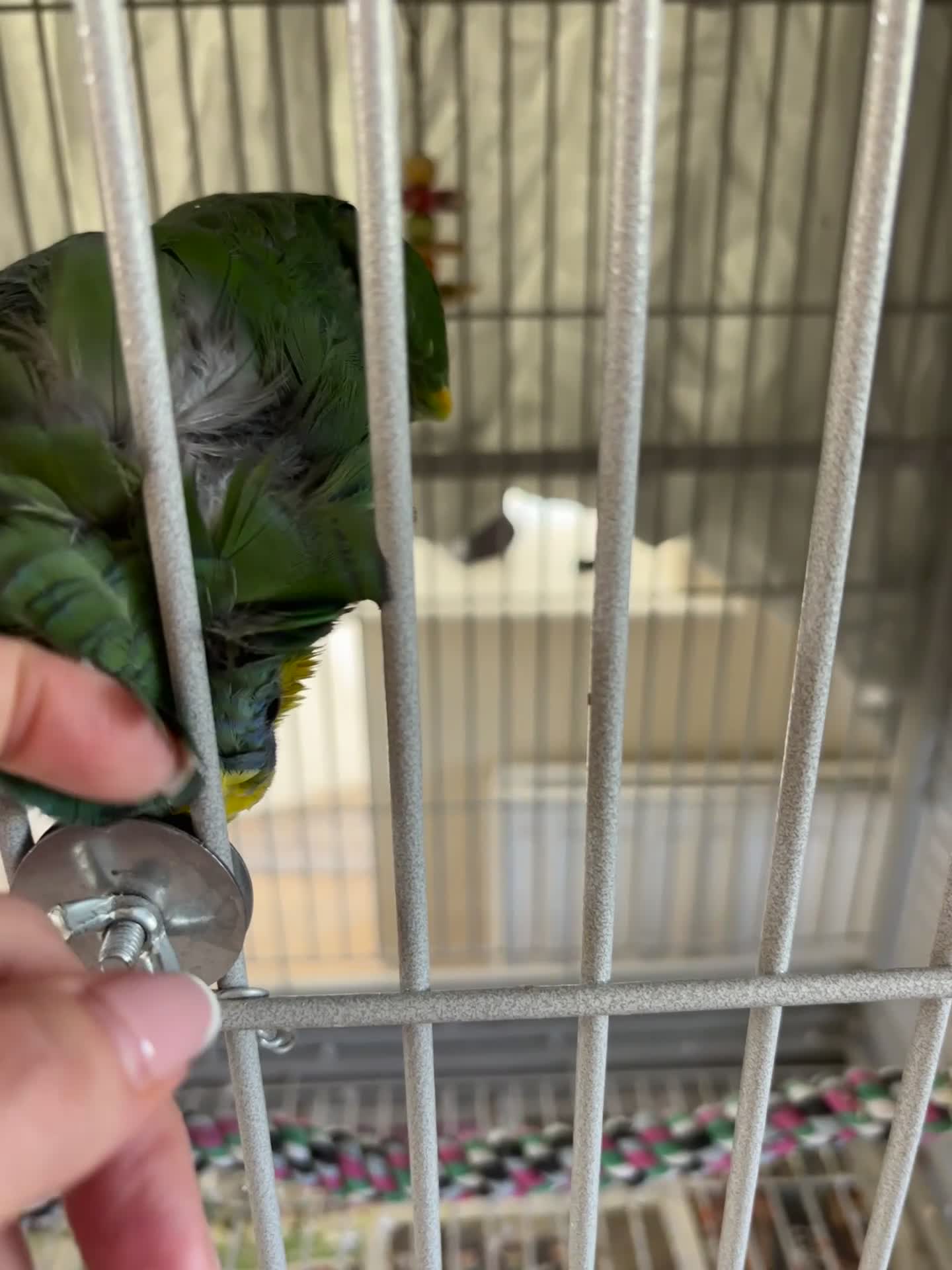 Parrots birds for sale: Beautiful orange winged Amozon  - Video 1