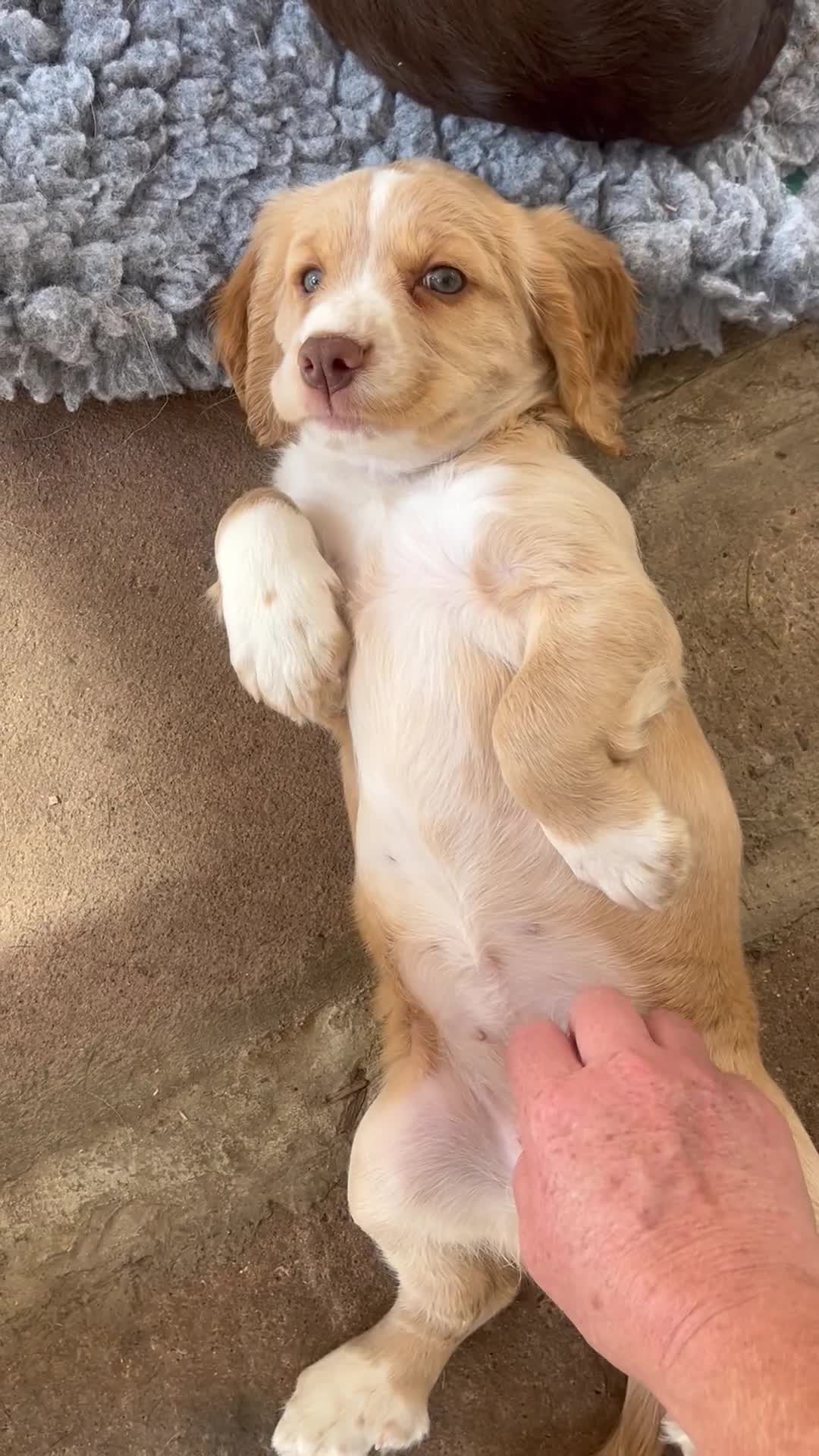 Cocker Spaniel dogs for sale: Heath tested working cocker pups  - Video 2