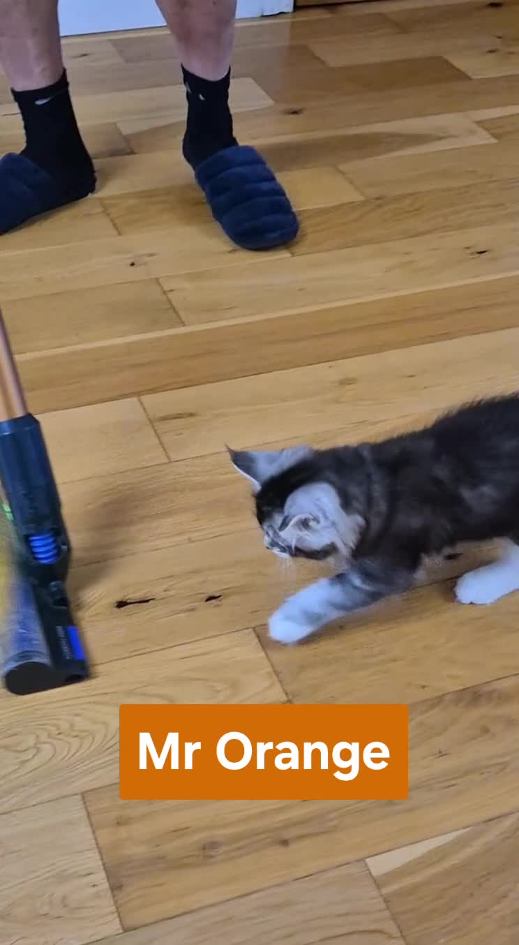 Maine Coon cats for sale: 🎀 Outstanding GCCF Pedigree Maine Coon Kittens 🎄 - Video 3