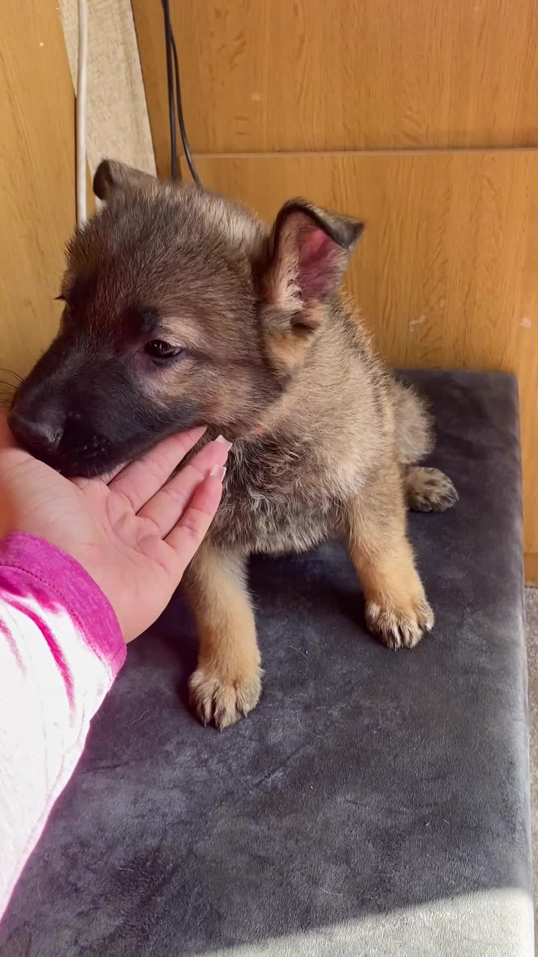 German Shepherd dogs for sale: German shepherd  - Video 1