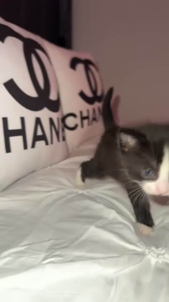 Mixed Breed cats for sale: Kittens for sale  - Video 1