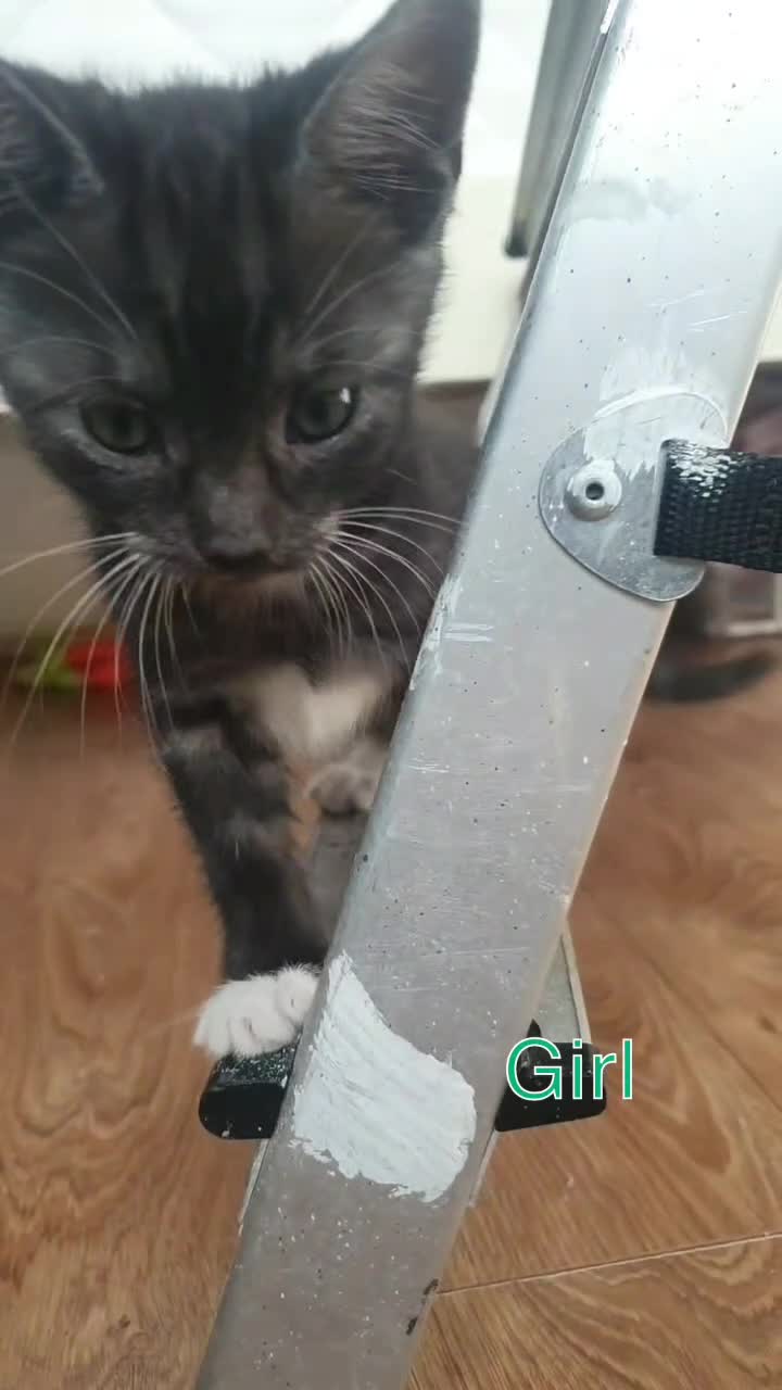British Shorthair cats for sale: 5 British short hair cross silver bengle kittens - Video 2