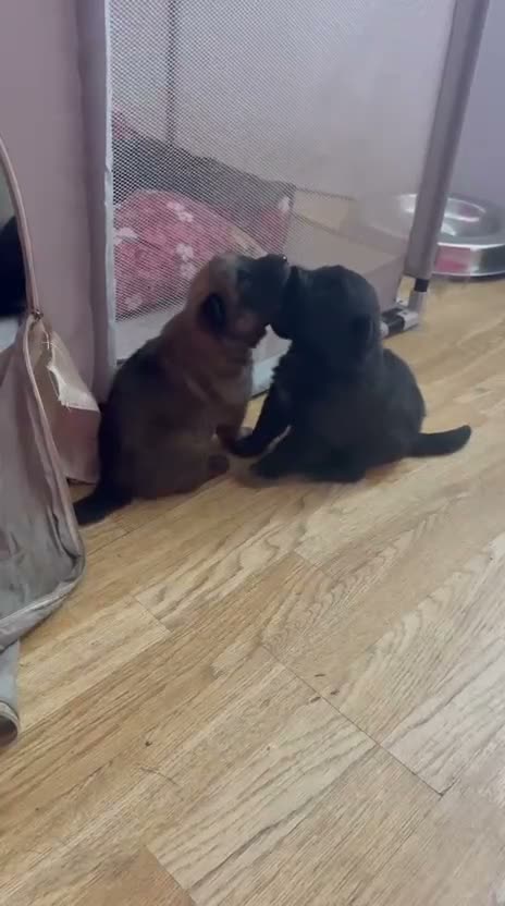 Mixed Breed dogs for sale: German shepherd x Belgian shepherd pups - Video 1