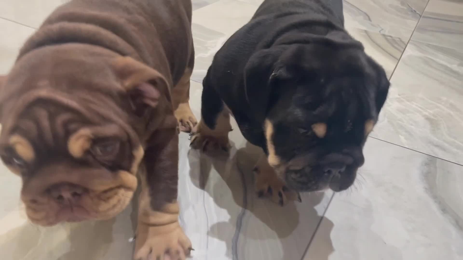 English Bulldog dogs for sale: Black/tan male reduced  - Video 1