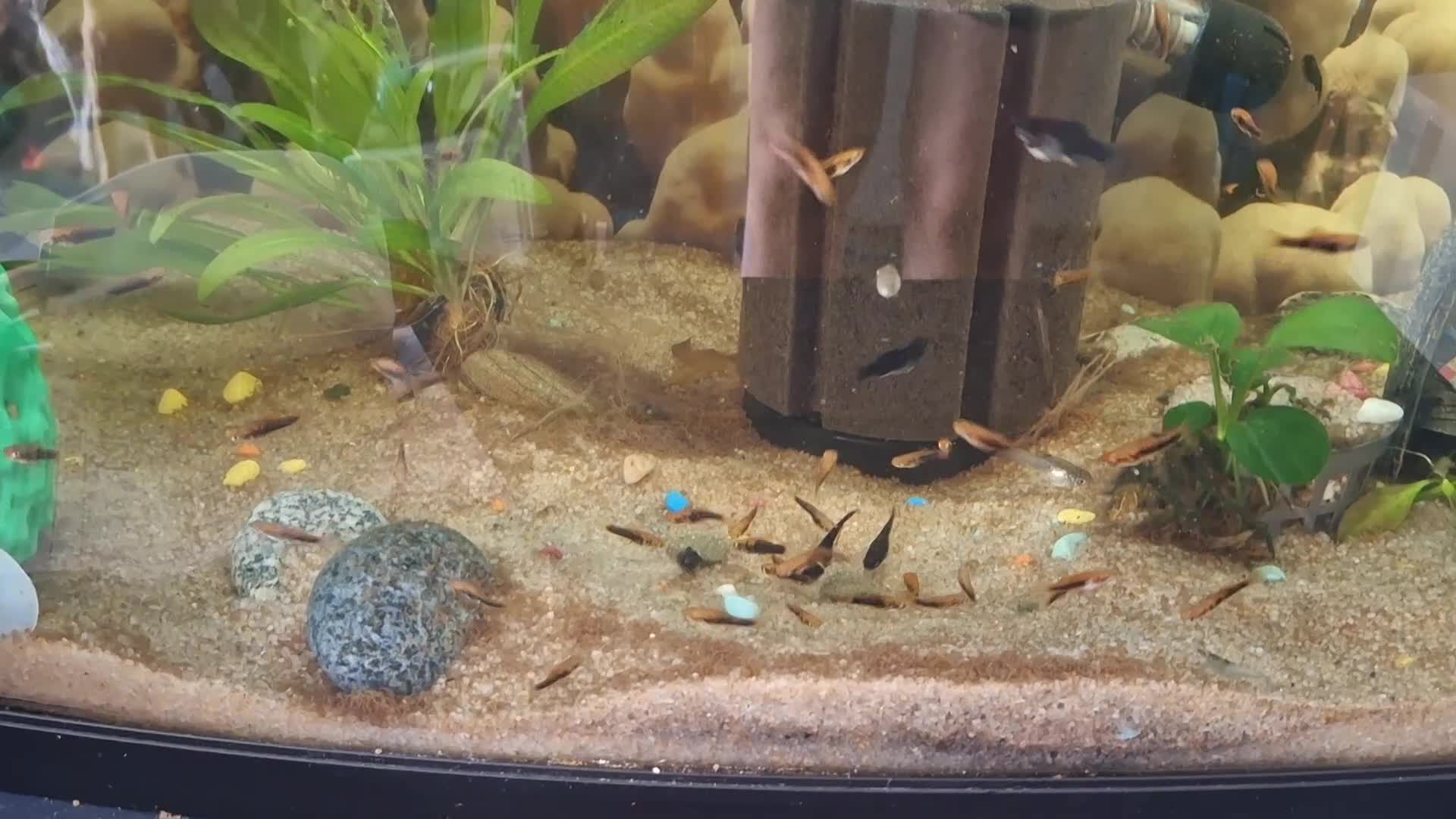 Mollies fish for sale: Mollies and platties tropical fish  - Video 2