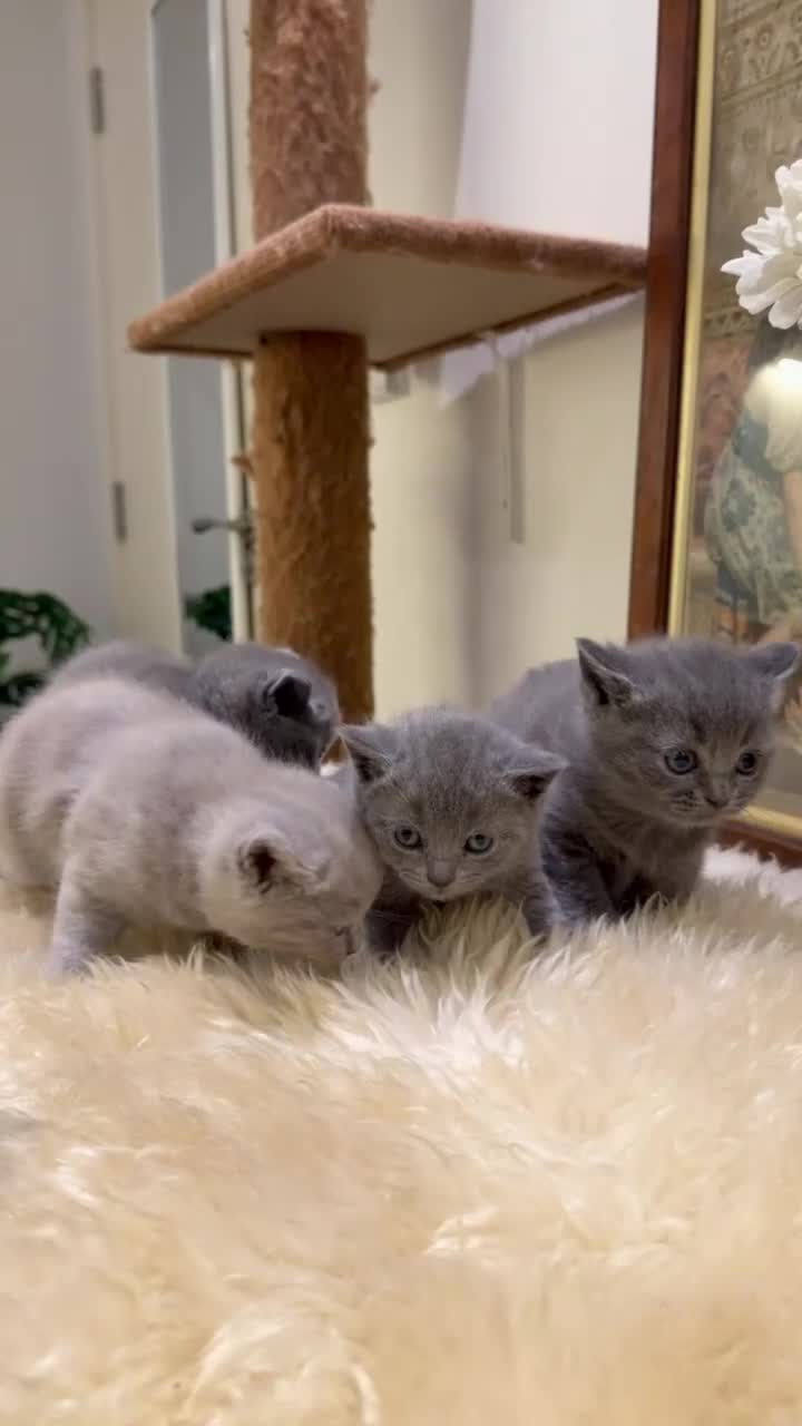 British Shorthair cats for sale: TICA registered purebreed BritishShorthair Kittens - Video 1