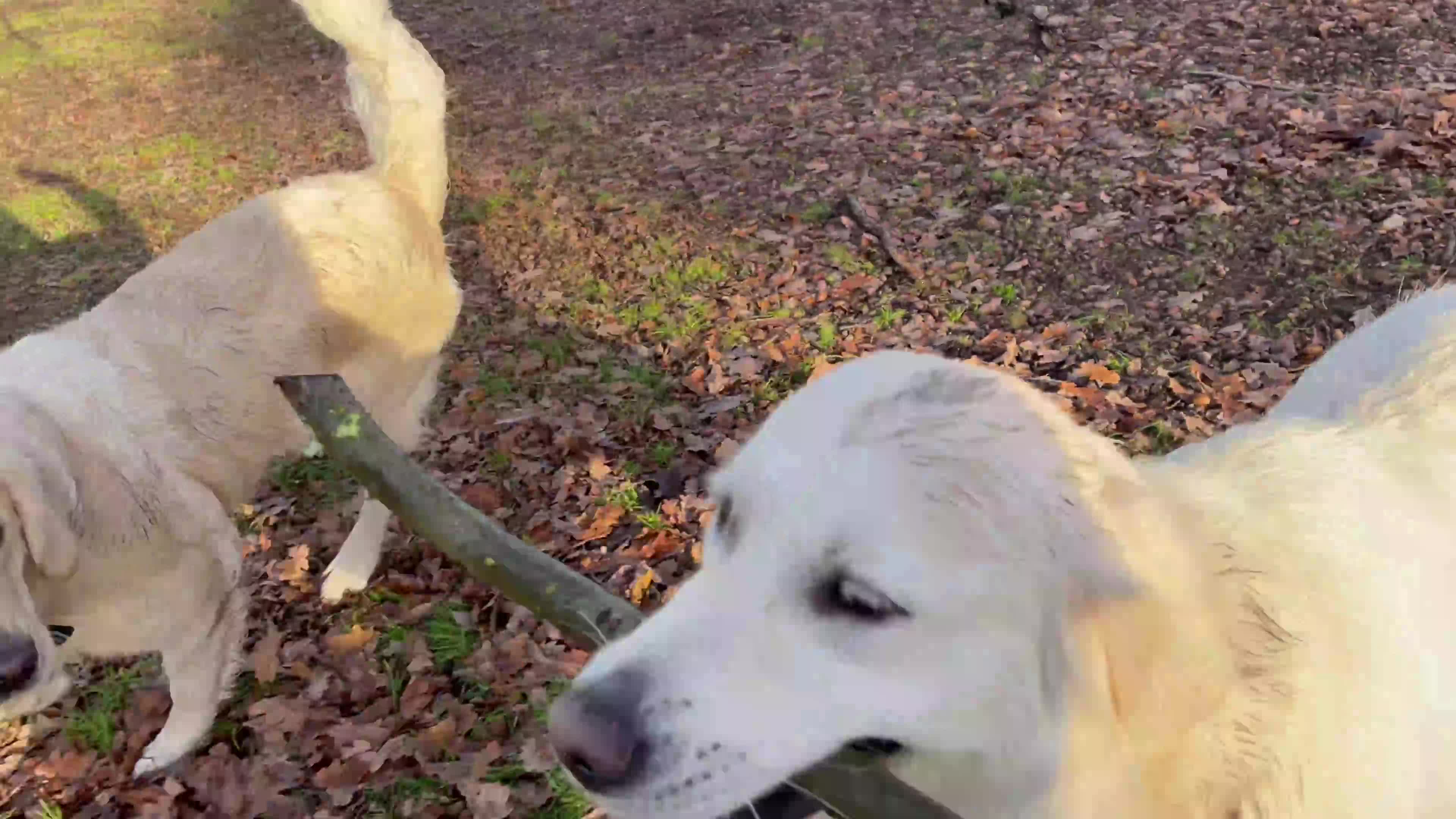 Golden Retriever dogs for sale: KC-Reg Golden Puppies @ Sunaraelia - Due 23/10/25 - Video 2