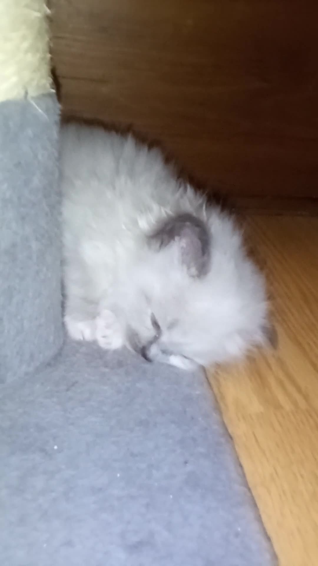 Ragdoll cats for sale: 😸😸Pure Ragdoll kittens😸😸 - Video 3