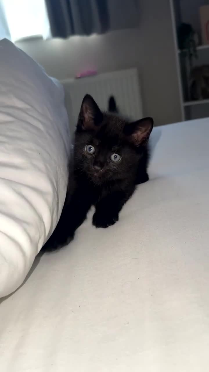 British Shorthair cats for sale: 3 beautiful kittens looking for there forever home - Video 1