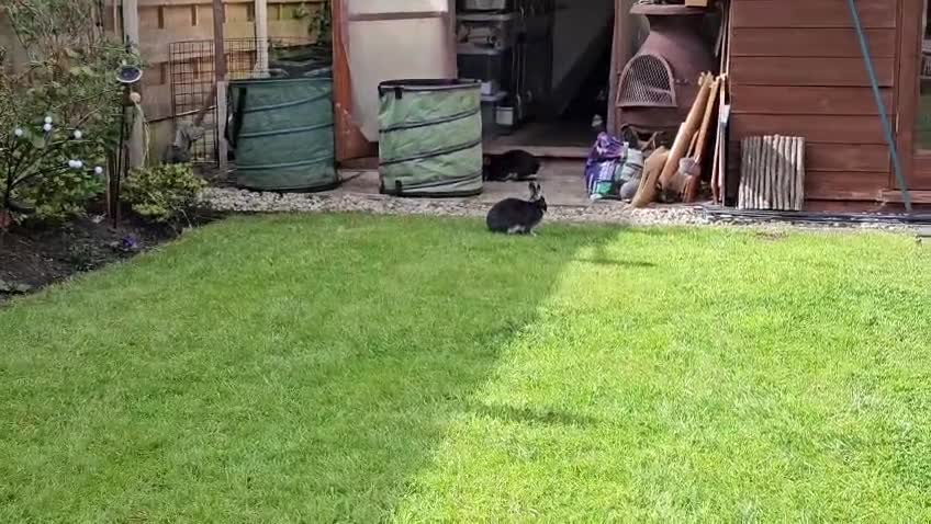 Netherland Dwarf rabbits for sale: Purebred Netherland Dwarf Doe - Video 3