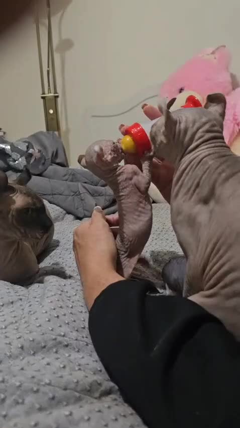 Sphynx cats for sale: Elf sphynx - Video 3