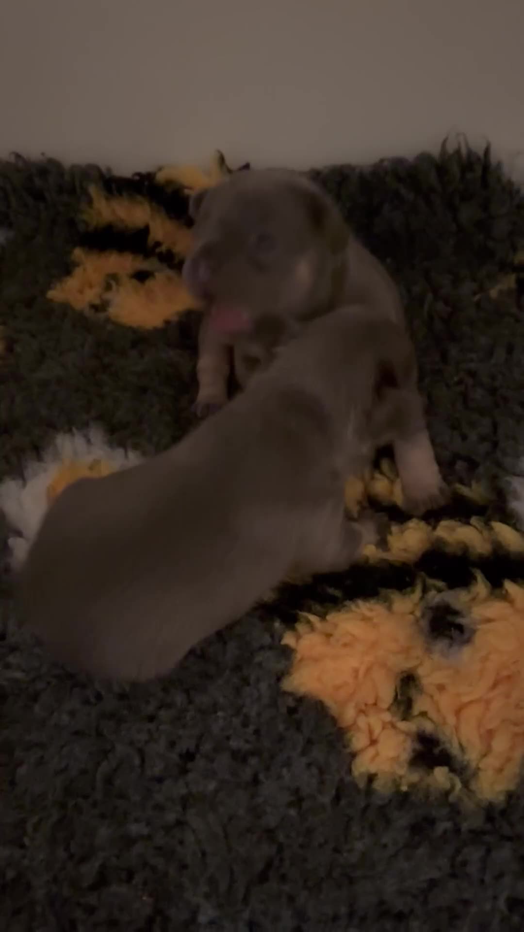 French Bulldog dogs for sale: 3 Female French bulldog puppies  - Video 1