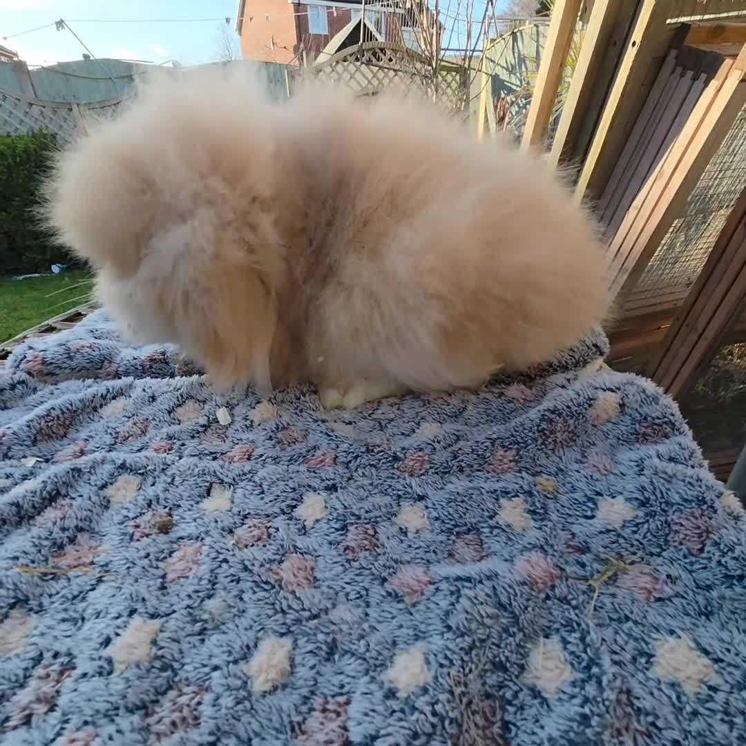 Angora rabbits for sale:  Super fluffy baby teddywidders  - Video 3
