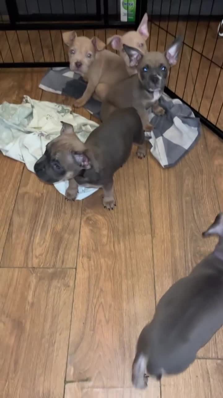 American Bully dogs for sale: Pocket bullies  - Video 2