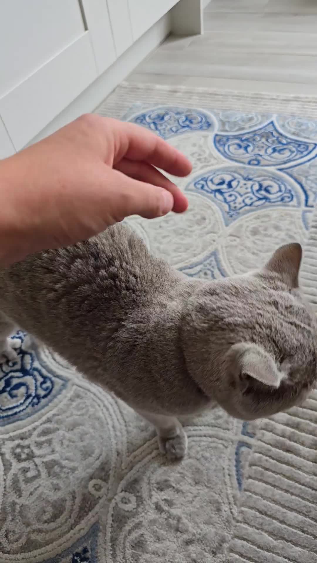 British Shorthair cats for sale: GCCF registered ACTIVE STUD british short hair - Video 1