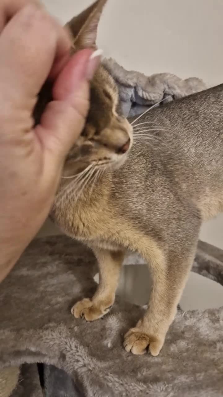 Abyssinian cats for sale: Beautiful blue boy 💙 - Video 3