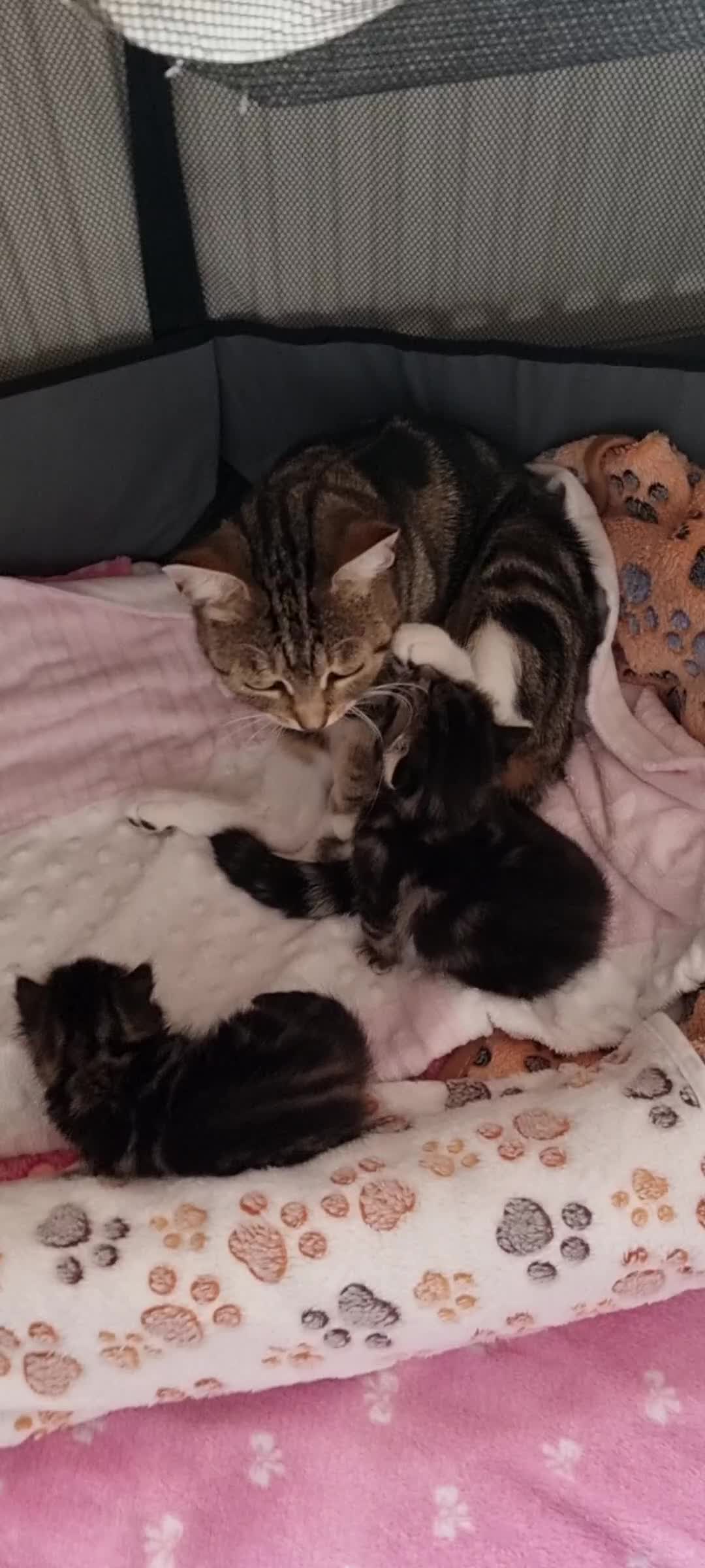Sokoke cats for sale: Rare and lovely Sokoke Kittens♡ - Video 1