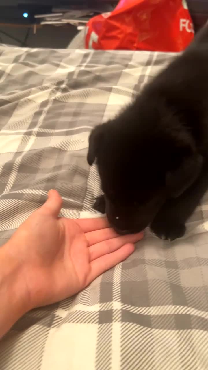 Mixed Breed dogs for sale: LABSKY PUPS !!READY NOW!! - Video 1
